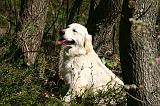GOLDEN RETRIEVER 1113